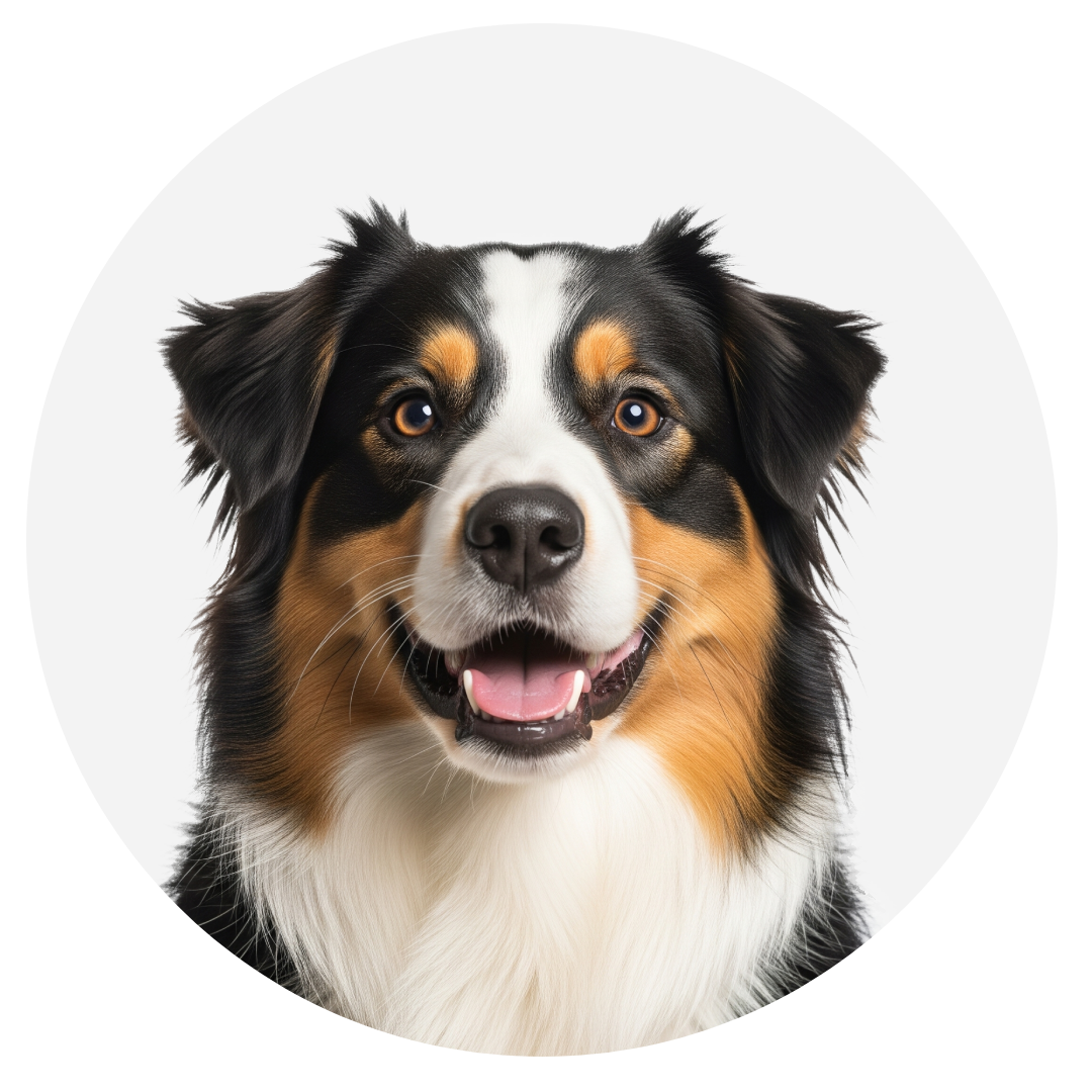 Bravery Cordero Perro Adulto Pequeño - 2kg