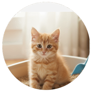 America Litter Clean Paws