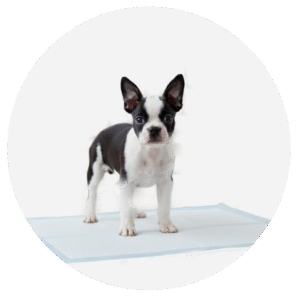 Bravery Cordero Perro Adulto Pequeño - 2kg